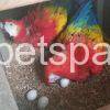 Macaw eggs for sale usa