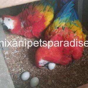 Macaw eggs for sale usa