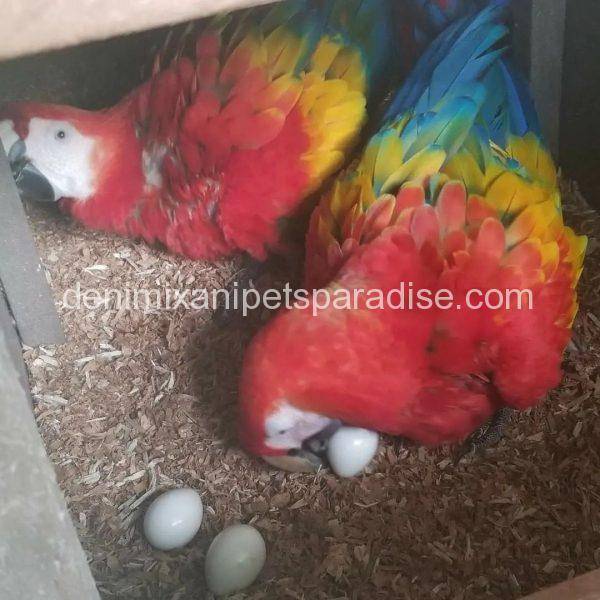 Macaw eggs for sale usa