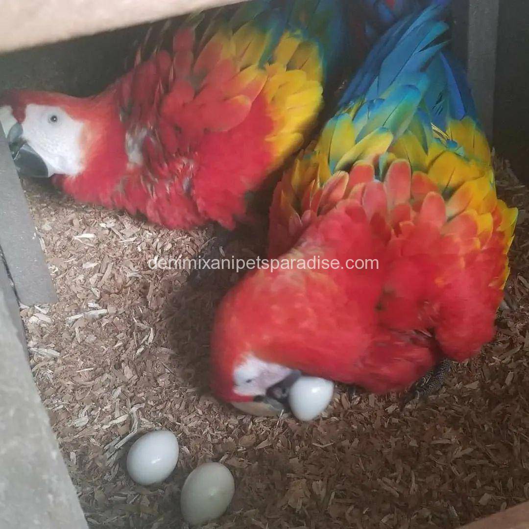 #1 Fertile Macaw Eggs 1 Macaw eggs for sale usa