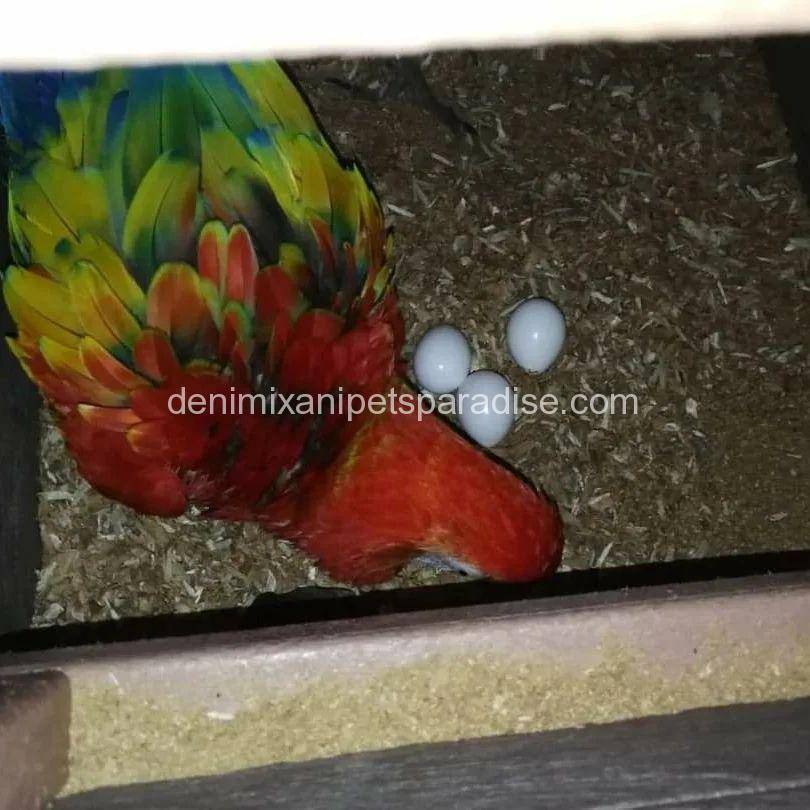 #1 Fertile Macaw Eggs 5 Macaw eggs for sale usa