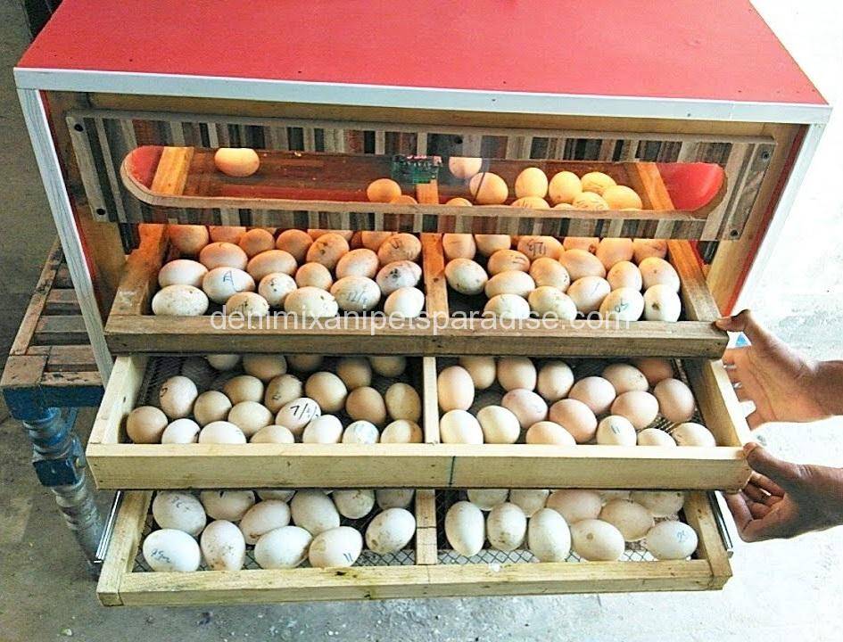 #1 Fertile Cockatoo Eggs 5 Cockatoo Eggs