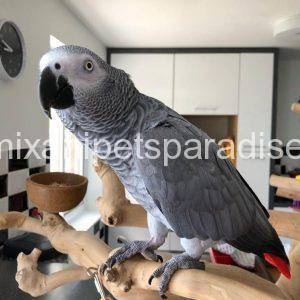 African grey BABY FOR SALE...