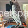 African grey BABY FOR SALE...