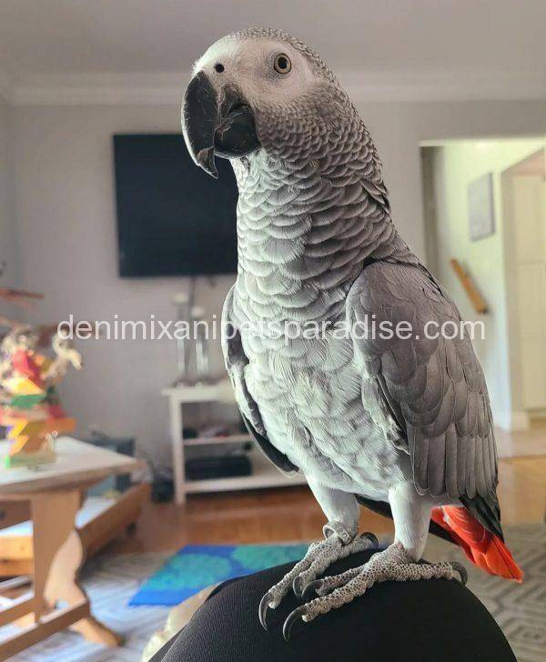 African grey BABY FOR SALE...