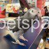 African grey BABY FOR SALE...