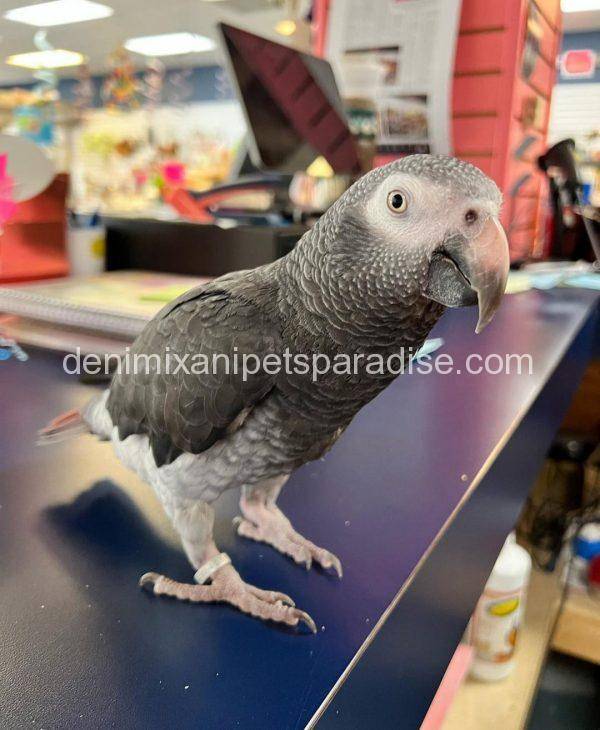 African grey BABY FOR SALE...