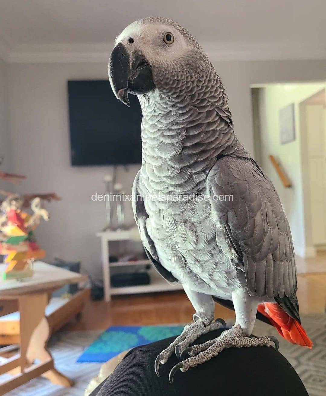 African grey Baby 3 African grey BABY FOR SALE...