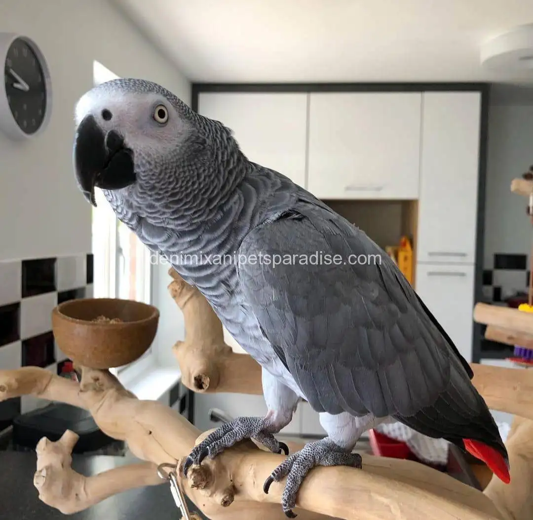 African grey Baby 1 African grey BABY FOR SALE...
