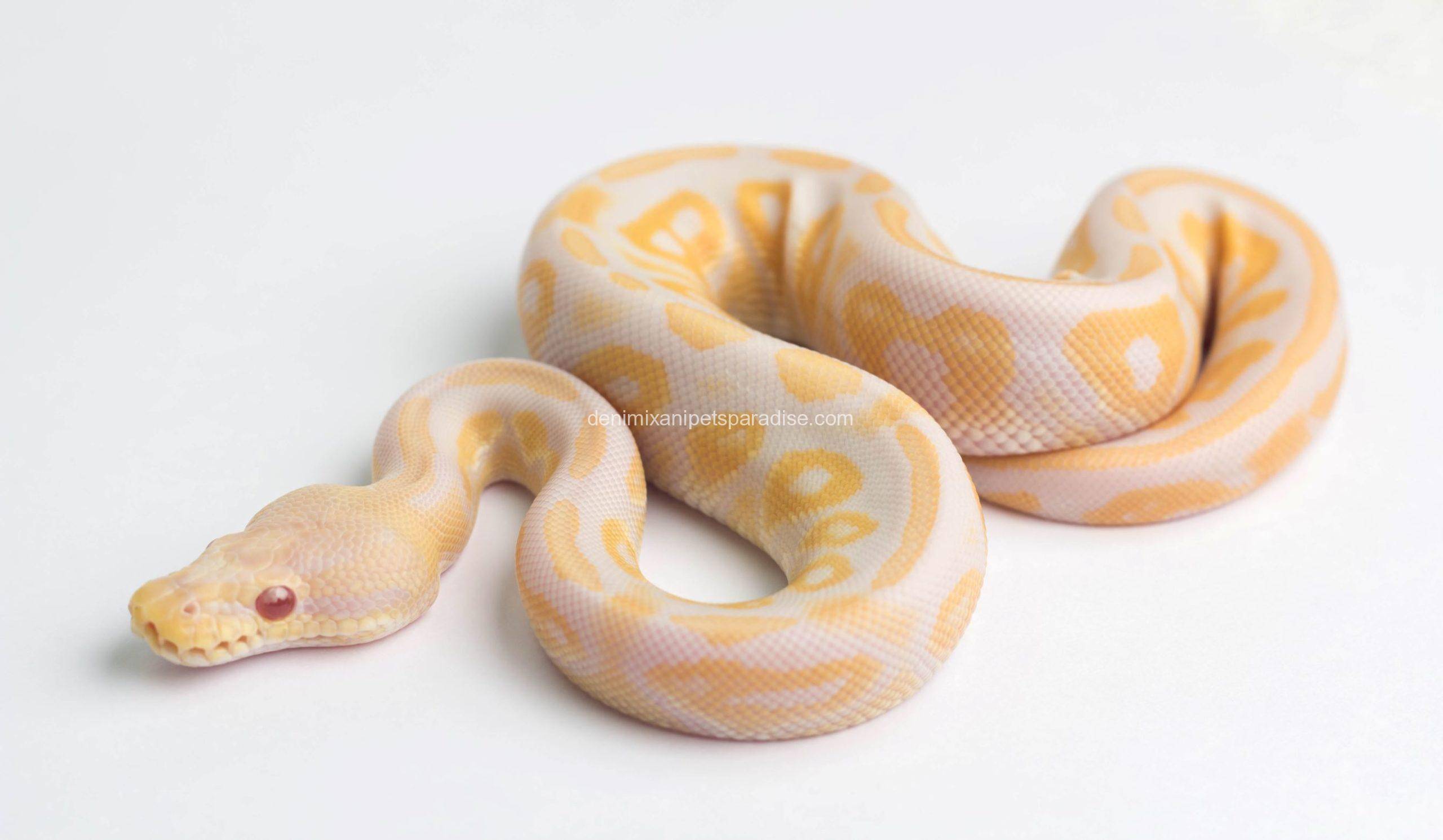 Ball Pythons 4 ball pythons for sale near me