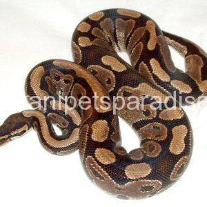 ball pythons for sale uk and usa