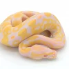 ball pythons for sale near me