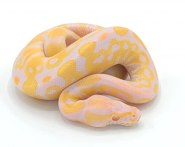 ball pythons for sale near me