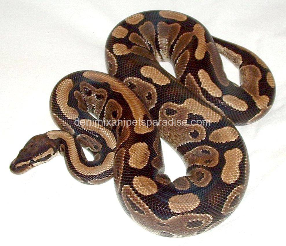 Ball Pythons 1 ball pythons for sale uk and usa