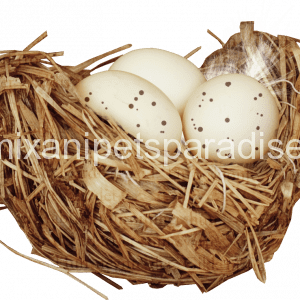 BIRD*PARROT*CHICKEN EGGS(FERTILE)