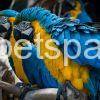 Blue and gold macaw Pair for sale