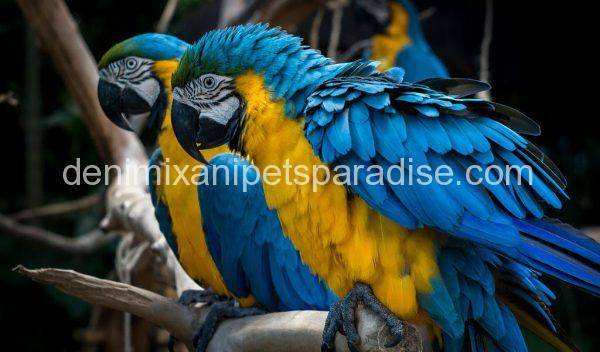 Blue and gold macaw Pair for sale