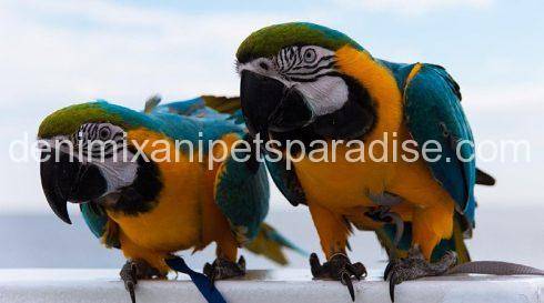 Blue and gold macaw Pair 3 Blue and gold macaw Pair for sale
