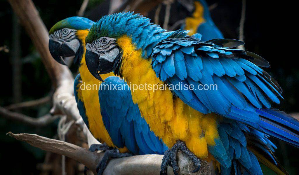 Blue and gold macaw Pair 4 Blue and gold macaw Pair for sale