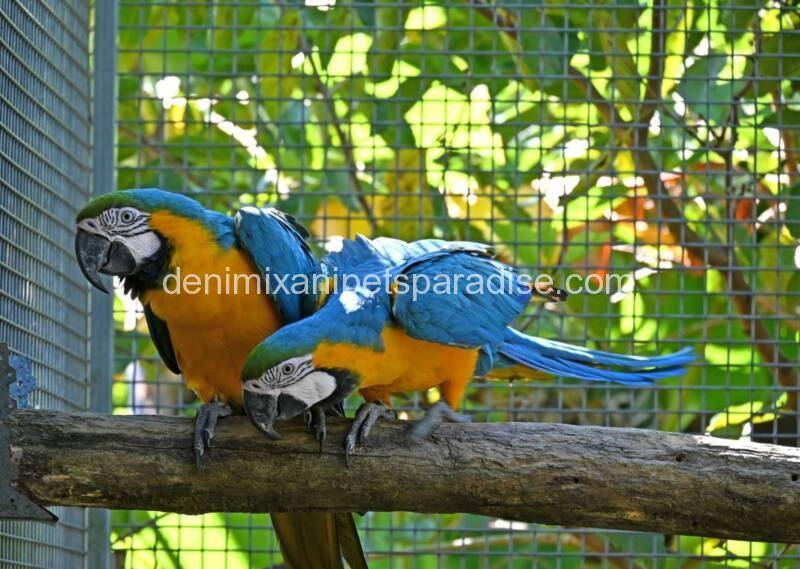 Blue and gold macaw Pair 2 Blue and gold macaw Pair for sale