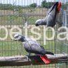 Congo-African-Grey pair