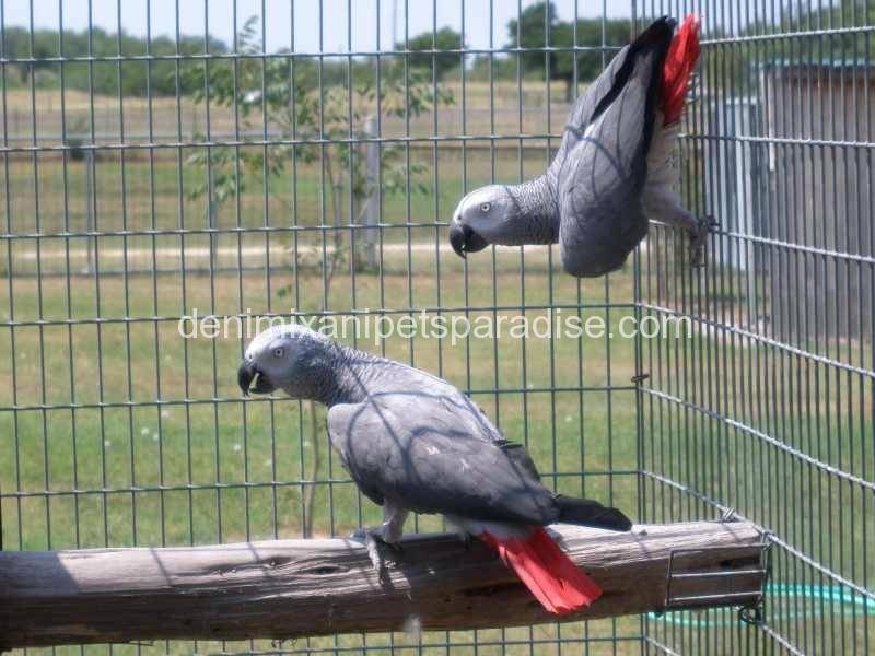 Congo African Grey pair 3 Congo-African-Grey pair