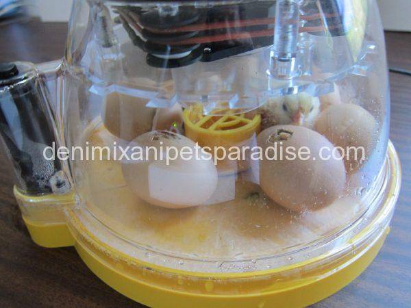 Brinsea Mini II Advance fully digital 7 egg incubator Show Picture 1 Show Picture 2 Show Picture 3 View Larger Image Mini II Advance fully digital 7 egg incubator