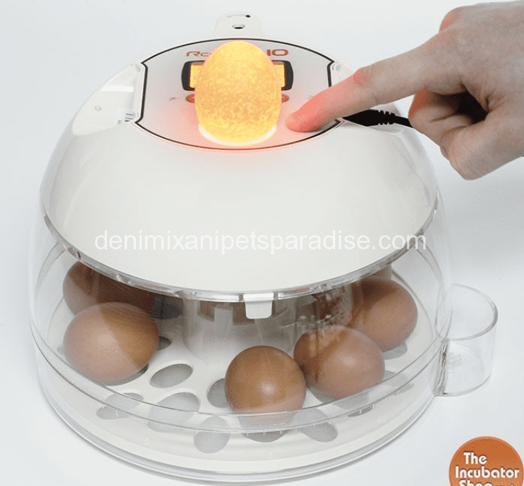 Rcom 10 PRO (Automatic) Incubator- Built-in Candler 3 Rcom 10 PRO (Automatic) - Built-in Candler .