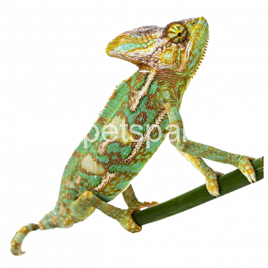 Denimix Anipets Paradise 15 Reptiles