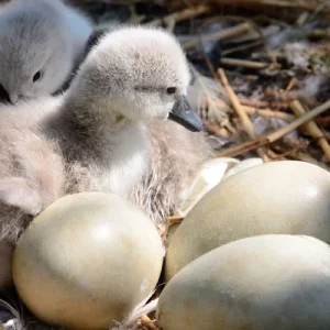 Swans eggs