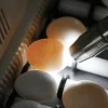 african grey eggs for sale usa