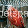 Red factor African Grey parrot