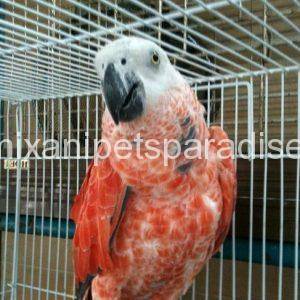 Red factor African Grey parrot