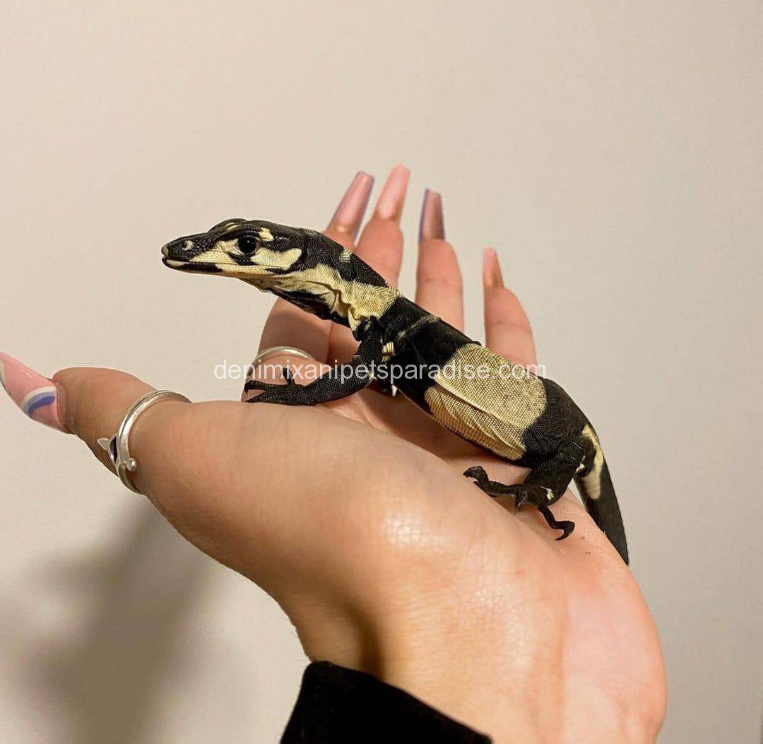 Super Bells Phase Lace Monitor 3 super bell phase monitors for sale usa