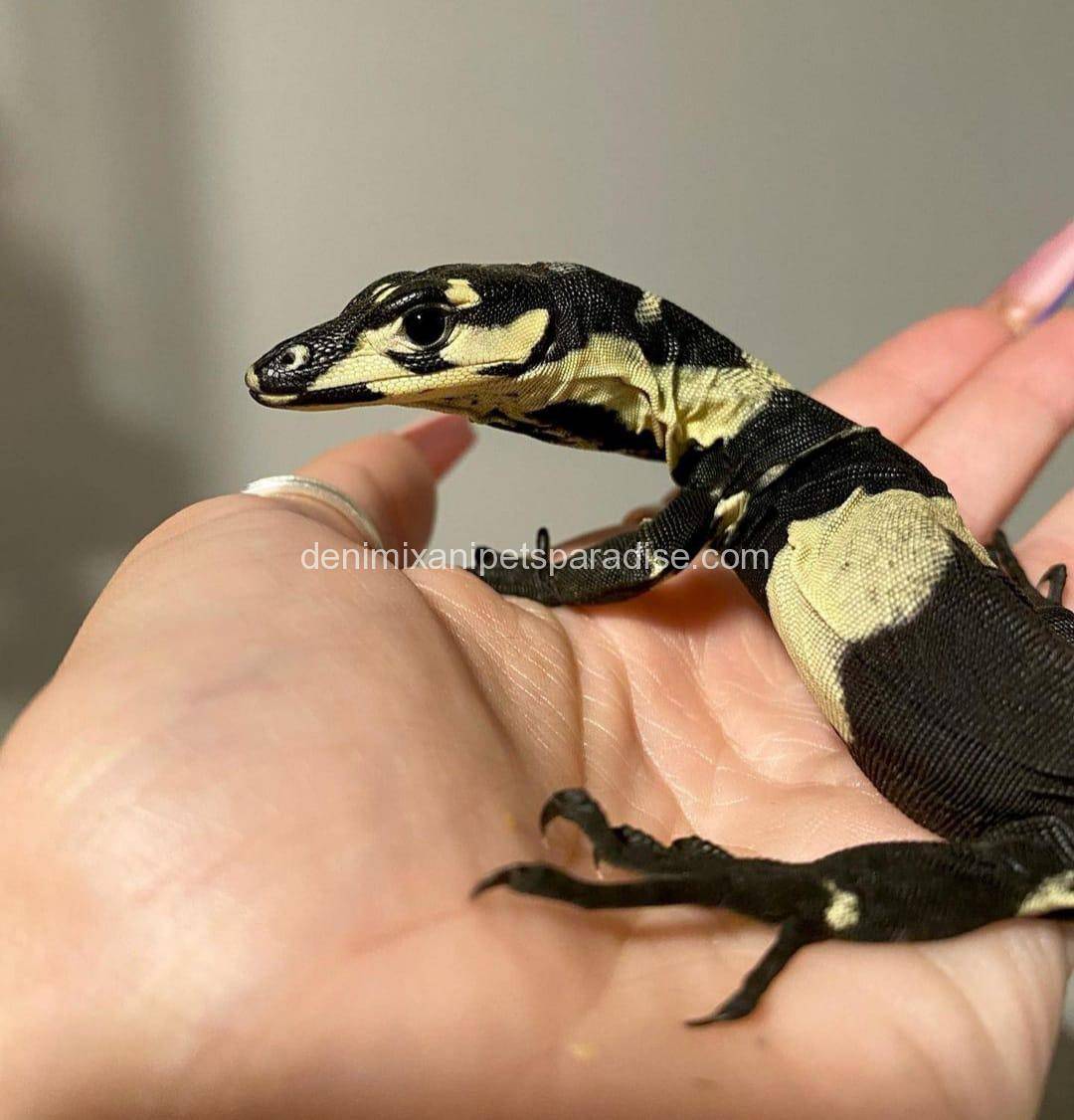 Super Bells Phase Lace Monitor 4 super bell phase monitors for sale usa