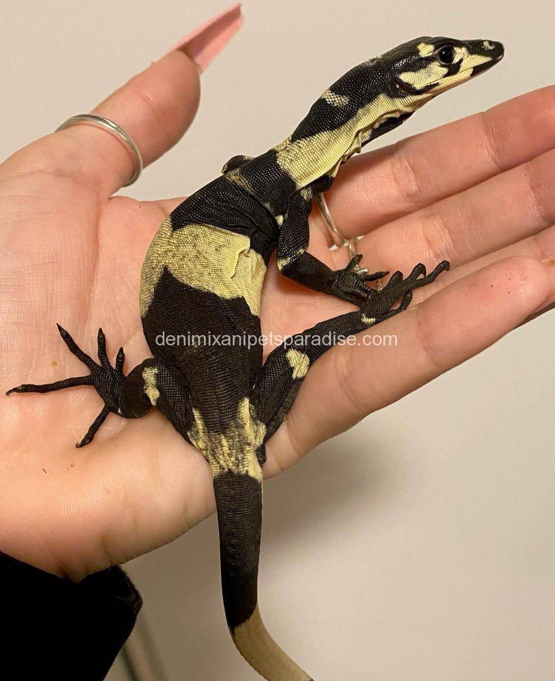 Super Bells Phase Lace Monitor 2 super bell phase monitors for sale usa