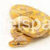 banana ball python for sale