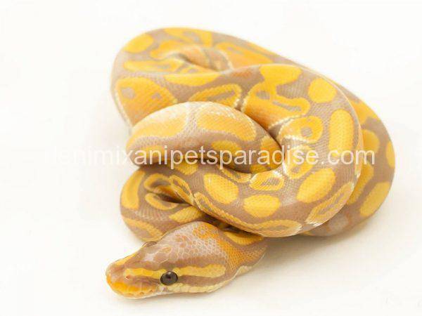 banana ball python for sale