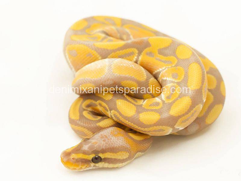 Ball Pythons 2 banana ball python for sale