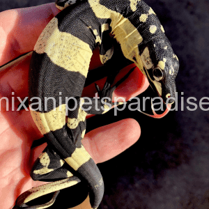Denimix Anipets Paradise 106 Super bells phase lace monitor for sale