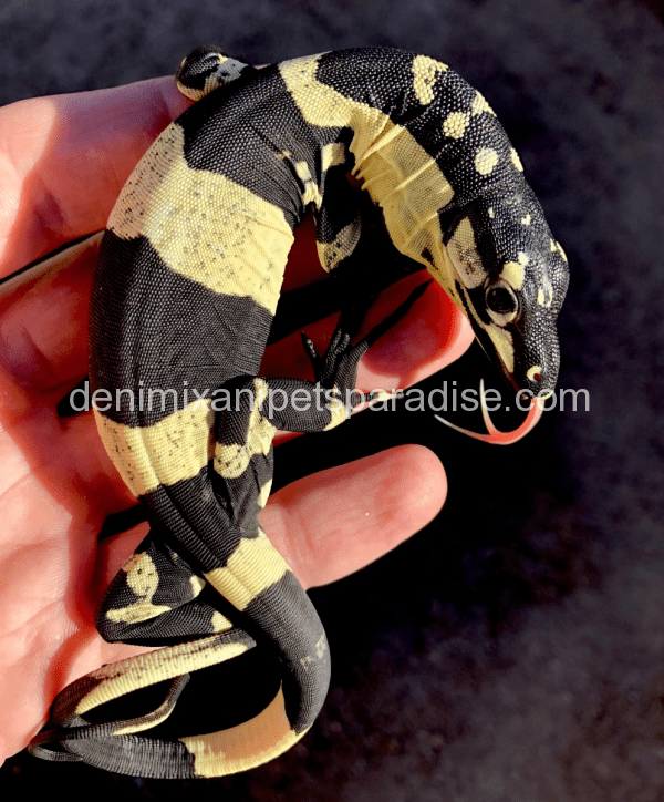 Super bells phase lace monitor for sale