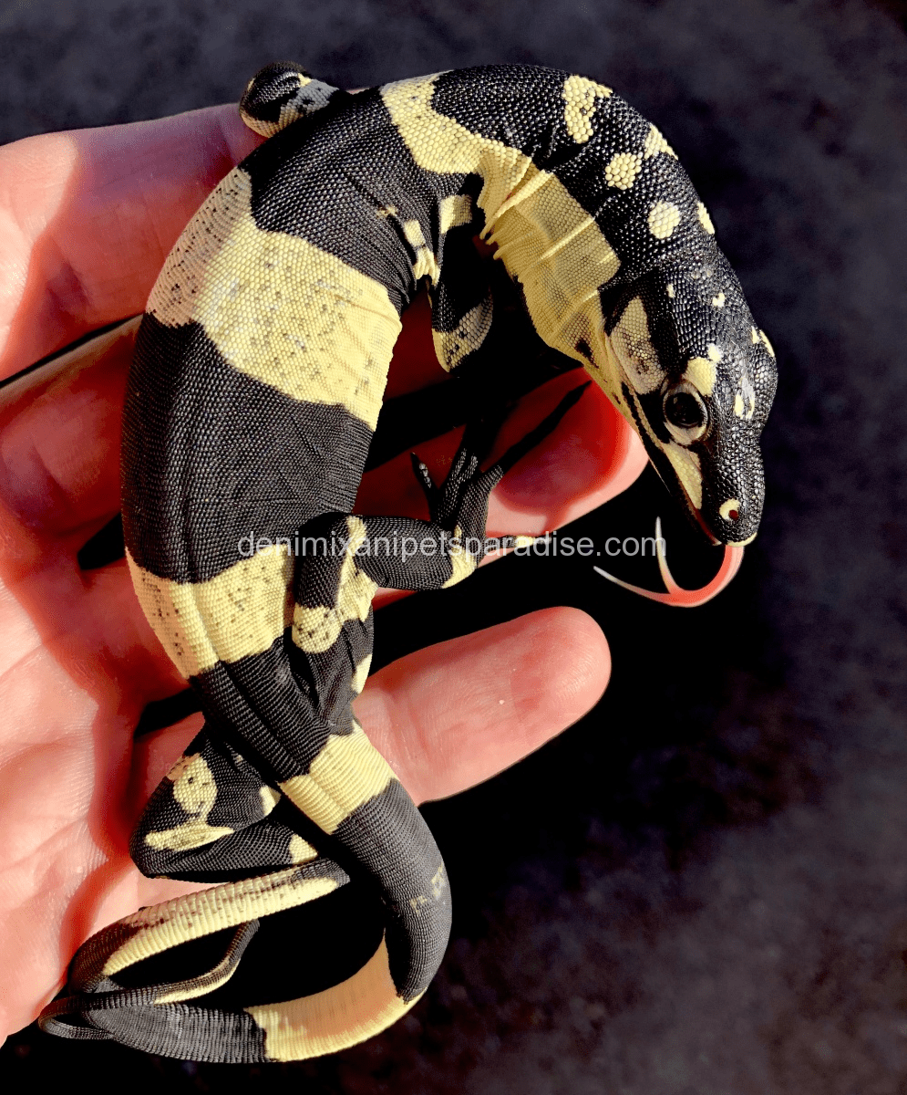 Super Bells Phase Lace Monitor 1 Super bells phase lace monitor for sale