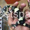 bells phase lace monitor for sale