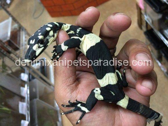 Super Bells Phase Lace Monitor 5 bells phase lace monitor for sale