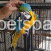 blue and gold macaw for sale