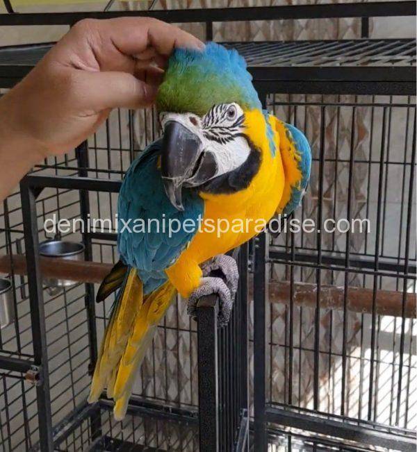 blue and gold macaw for sale