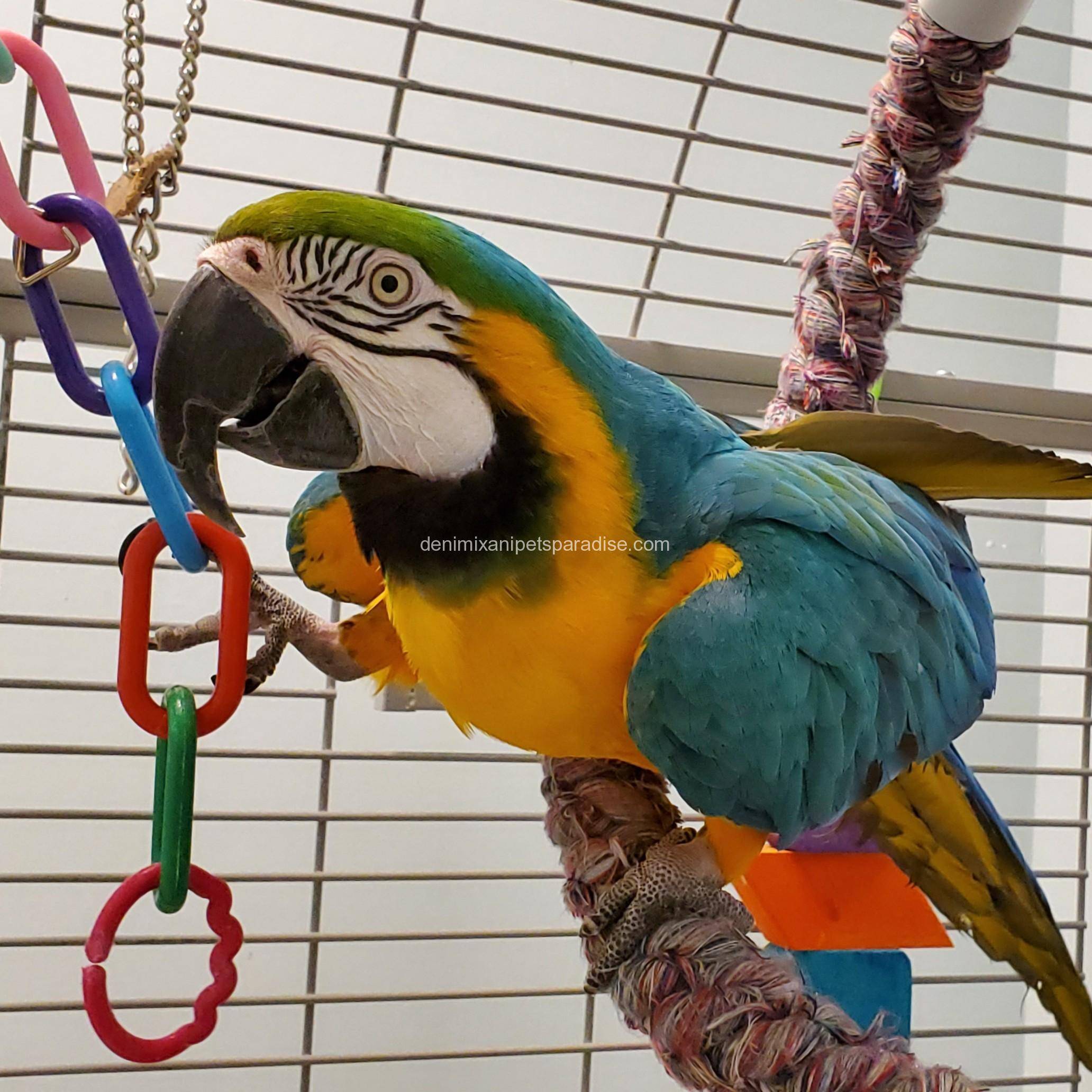 blue and gold macaw for sale