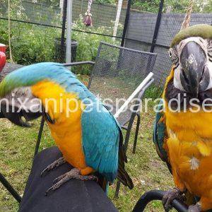 Blue and gold macaw Pair