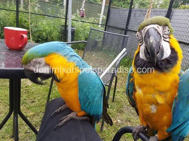 Blue and gold macaw Pair 1 Blue and gold macaw Pair