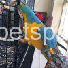 blue and gold macaw for sale